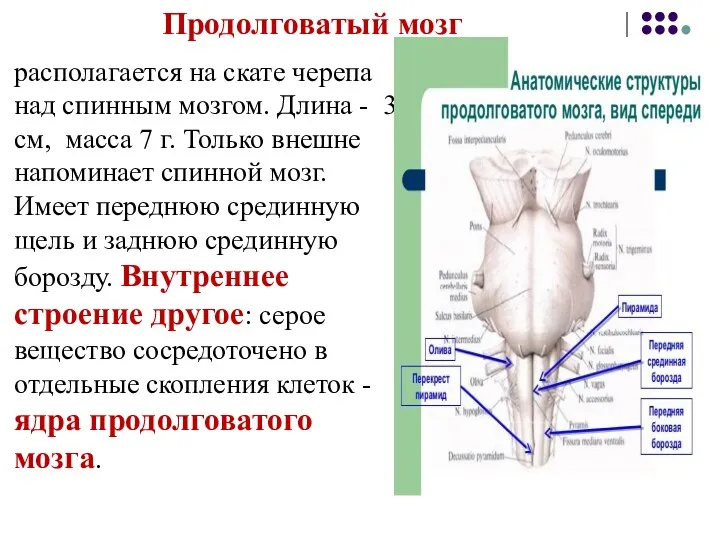 Продолговатый мозг располагается на скате черепа над спинным мозгом. Длина