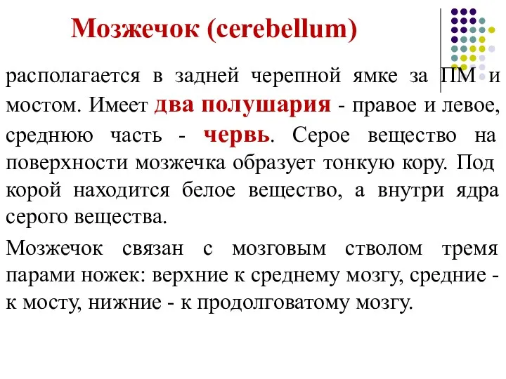 Мозжечок (cerebellum) располагается в задней черепной ямке за ПМ и