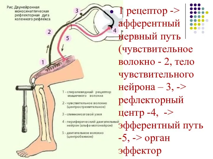 1 рецептор -> афферентный нервный путь (чувствительное волокно - 2,