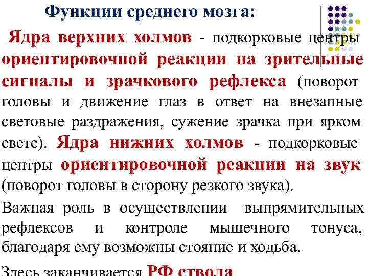 Функции среднего мозга: Ядра верхних холмов - подкорковые центры ориентировочной