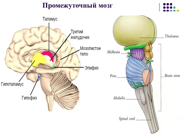 Промежуточный мозг