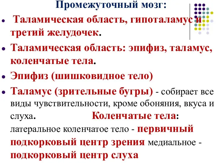 Промежуточный мозг: Таламическая область, гипоталамус и третий желудочек. Таламическая область: