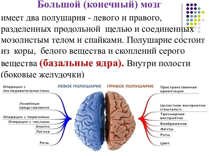 Большой (конечный) мозг имеет два полушария - левого и правого,