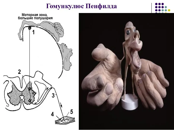 Гомункулюс Пенфилда