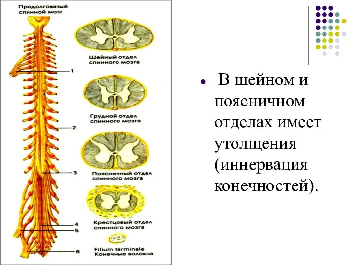 В шейном и поясничном отделах имеет утолщения (иннервация конечностей).