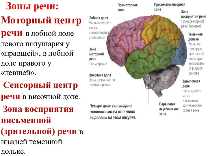 Зоны речи: Моторный центр речи в лобной доле левого полушария