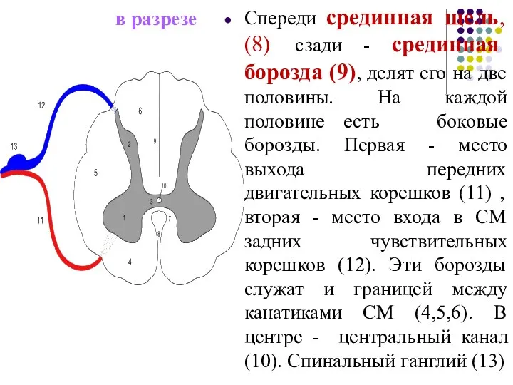 в разрезе Спереди срединная щель, (8) сзади - срединная борозда