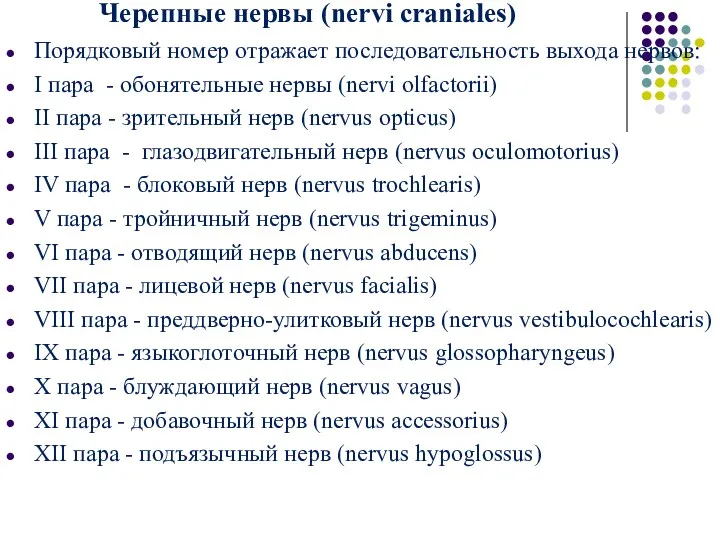 Черепные нервы (nervi craniales) Порядковый номер отражает последовательность выхода нервов: