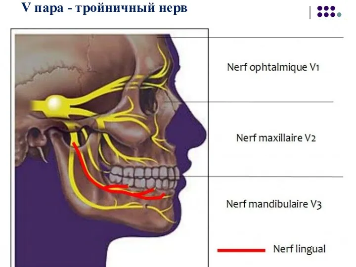 V пара - тройничный нерв