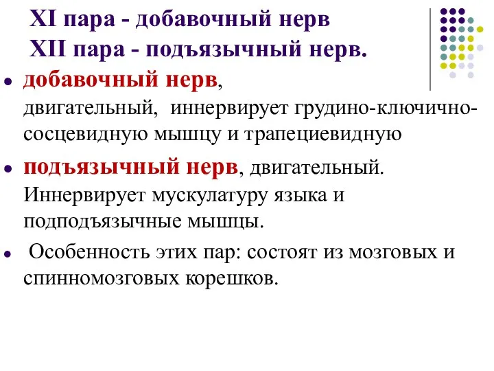 XI пара - добавочный нерв XII пара - подъязычный нерв.