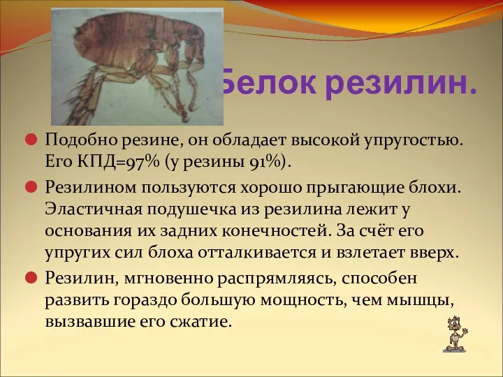 Белок резилин. Подобно резине, он обладает высокой упругостью. Его КПД=97%