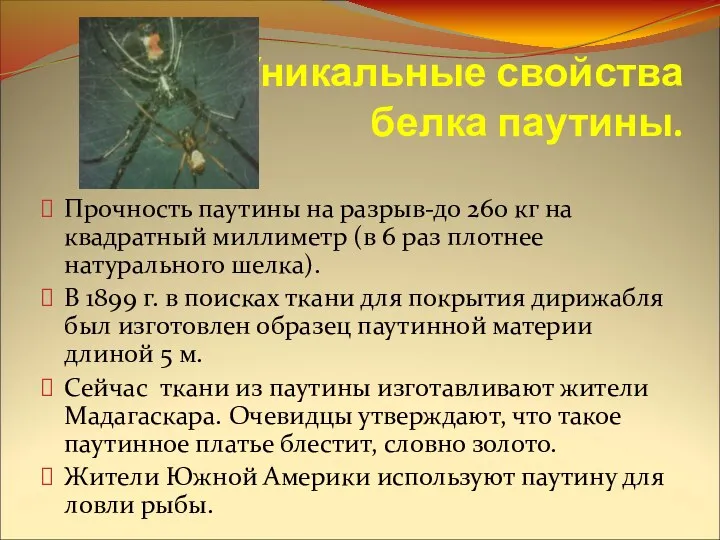 Уникальные свойства белка паутины. Прочность паутины на разрыв-до 260 кг