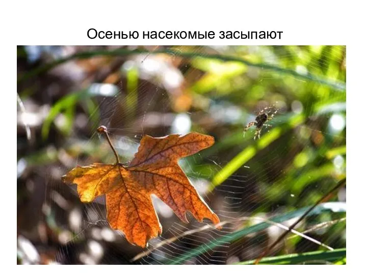 Осенью насекомые засыпают