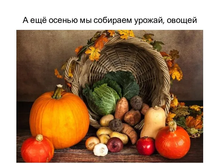 А ещё осенью мы собираем урожай, овощей