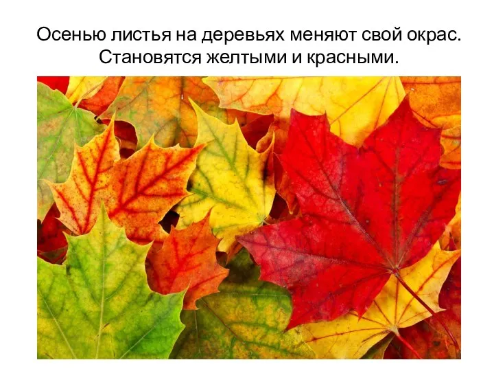 Осенью листья на деревьях меняют свой окрас. Становятся желтыми и красными.