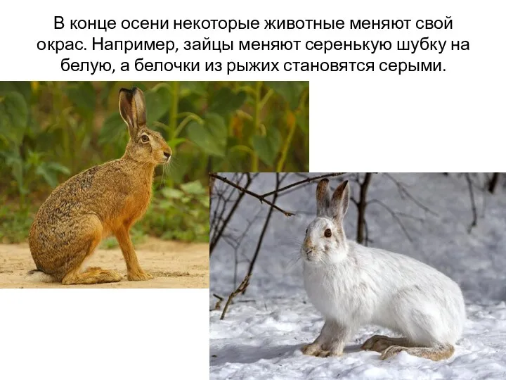 В конце осени некоторые животные меняют свой окрас. Например, зайцы меняют серенькую шубку