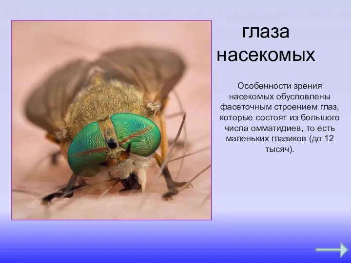 глаза насекомых Особенности зрения насекомых обусловлены фасеточным строением глаз, которые