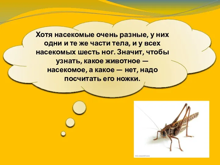 Хотя насекомые очень разные, у них одни и те же