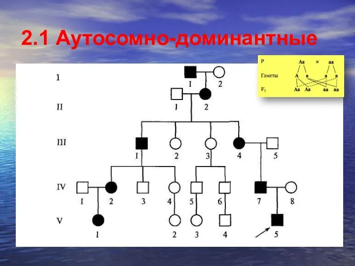 2.1 Аутосомно-доминантные