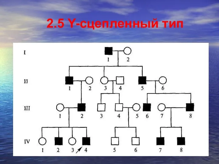 2.5 Y-сцепленный тип