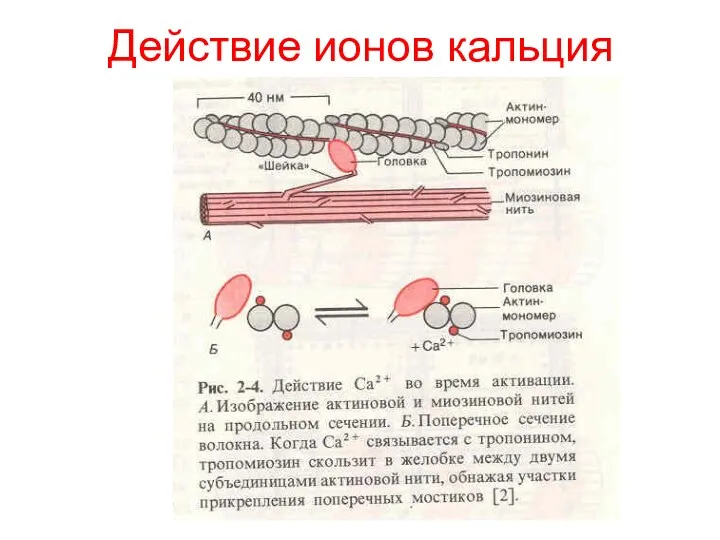 Действие ионов кальция