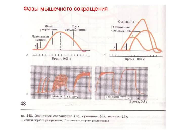 Фазы мышечного сокращения