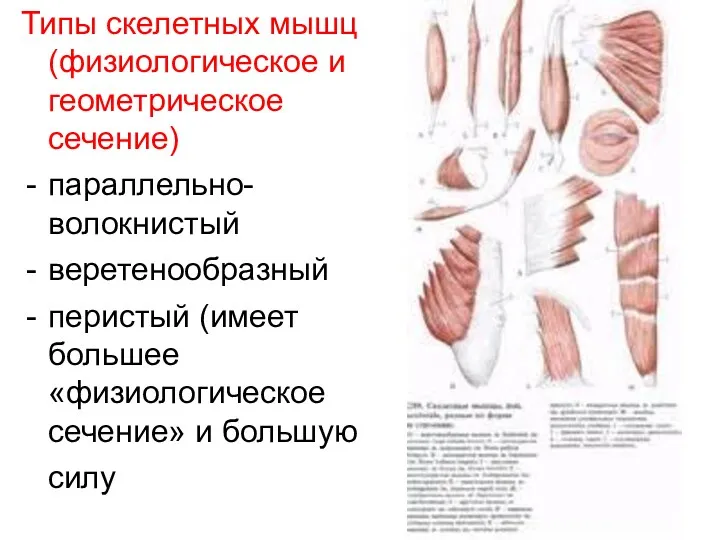 Типы скелетных мышц (физиологическое и геометрическое сечение) параллельно-волокнистый веретенообразный перистый