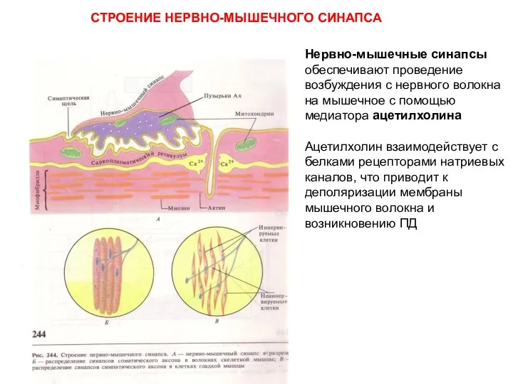 СТРОЕНИЕ НЕРВНО-МЫШЕЧНОГО СИНАПСА Нервно-мышечные синапсы обеспечивают проведение возбуждения с нервного