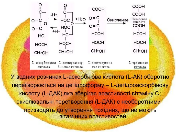 У водних розчинах L-аскорбінова кислота (L-АК) оборотно перетворюється на дегідроформу