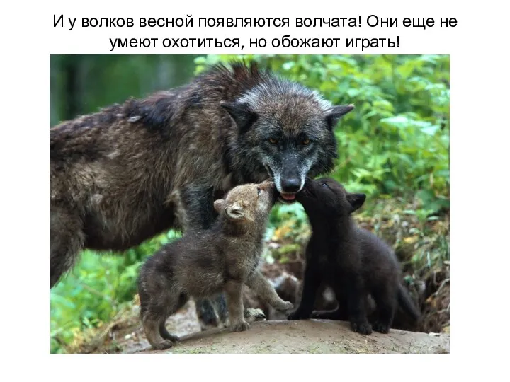 И у волков весной появляются волчата! Они еще не умеют охотиться, но обожают играть!