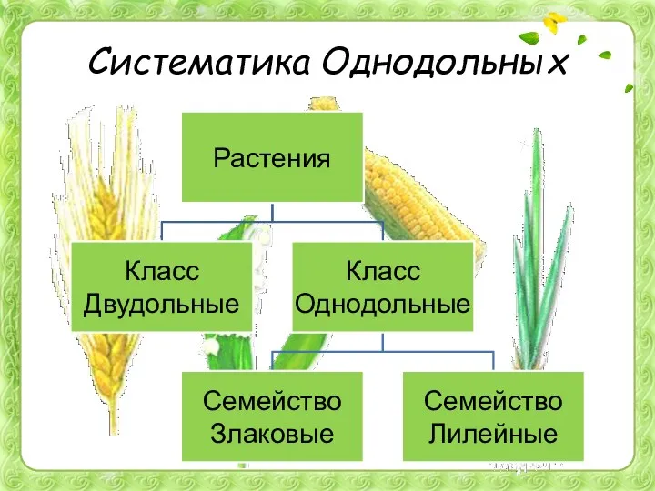 Систематика Однодольных