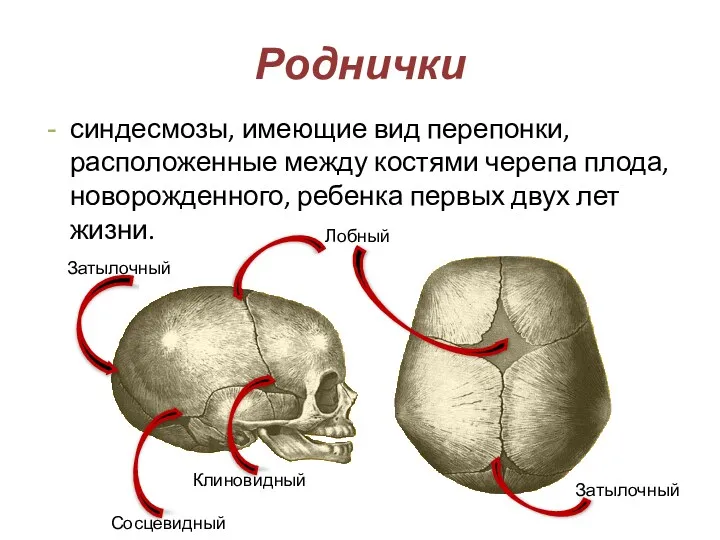 Роднички синдесмозы, имеющие вид перепонки, расположенные между костями черепа плода,
