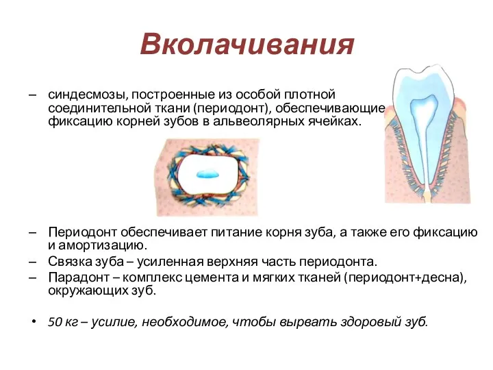 Вколачивания синдесмозы, построенные из особой плотной соединительной ткани (периодонт), обеспечивающие фиксацию корней зубов