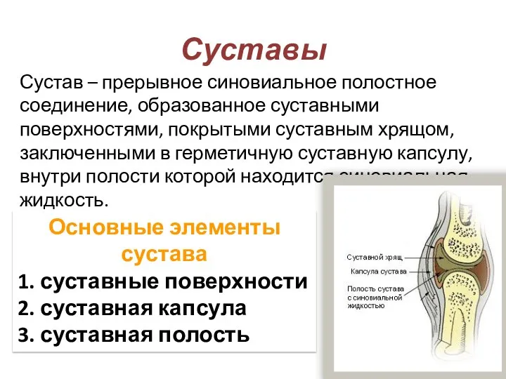 Суставы Сустав – прерывное синовиальное полостное соединение, образованное суставными поверхностями,