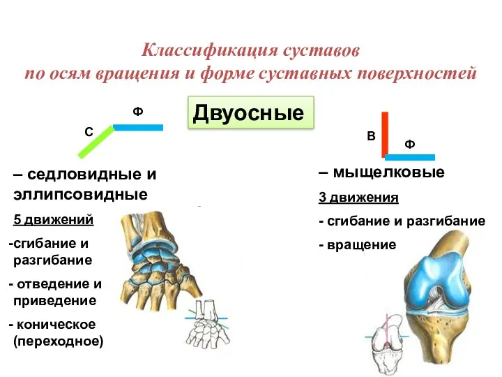 Двуосные – мыщелковые 3 движения - сгибание и разгибание - вращение Классификация суставов