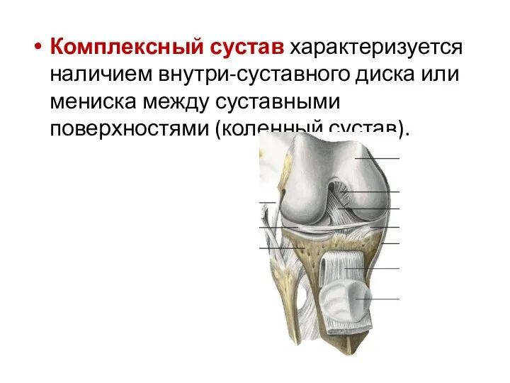 Комплексный сустав характеризуется наличием внутри-суставного диска или мениска между суставными поверхностями (коленный сустав).
