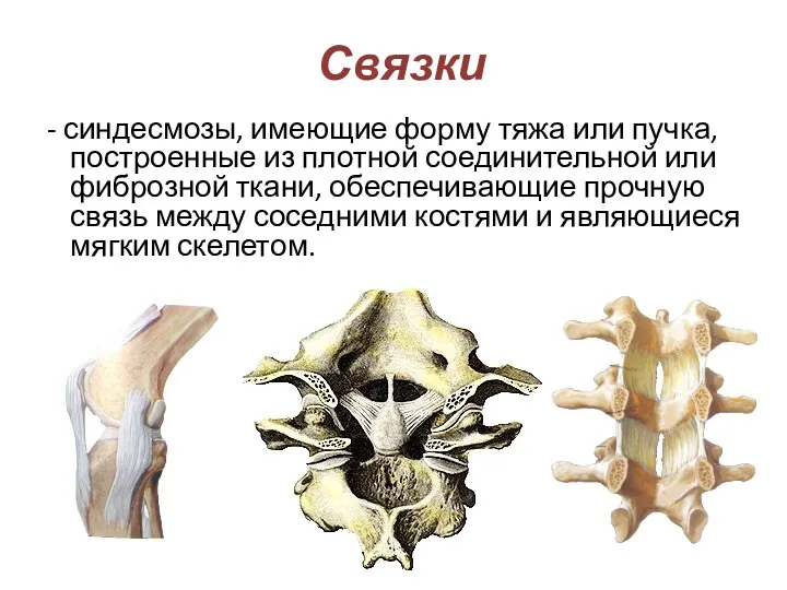 Связки - синдесмозы, имеющие форму тяжа или пучка, построенные из плотной соединительной или