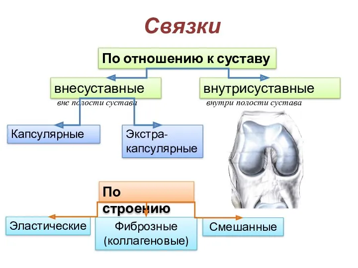 Связки внесуставные внутрисуставные внутри полости сустава вне полости сустава Капсулярные