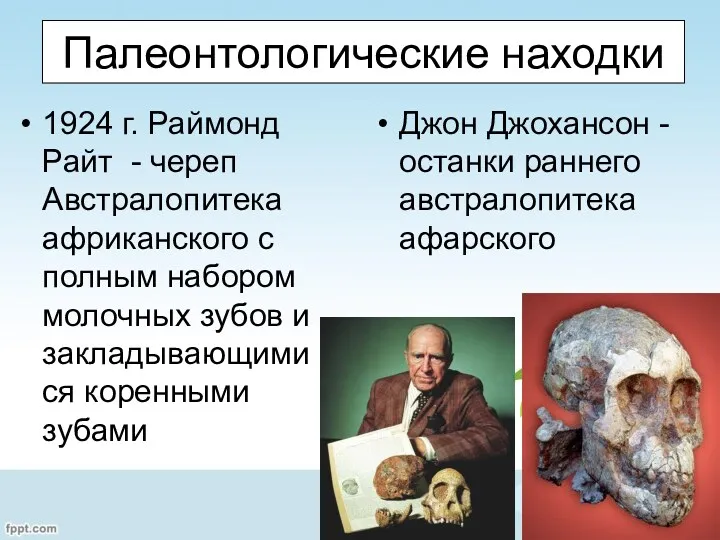 Палеонтологические находки 1924 г. Раймонд Райт - череп Австралопитека африканского