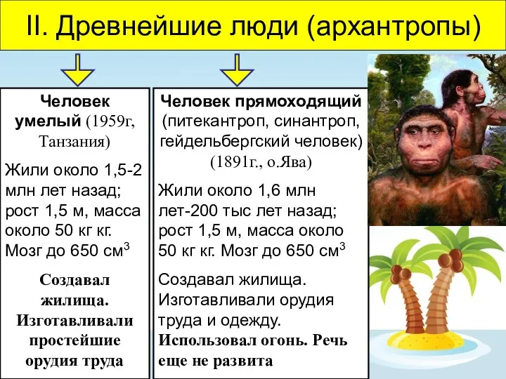 II. Древнейшие люди (архантропы) Человек умелый (1959г, Танзания) Жили около