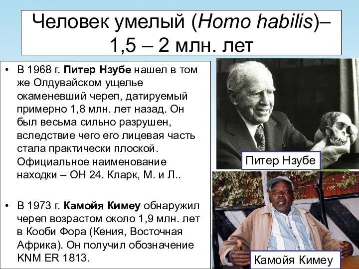 Человек умелый (Homo habilis)– 1,5 – 2 млн. лет В
