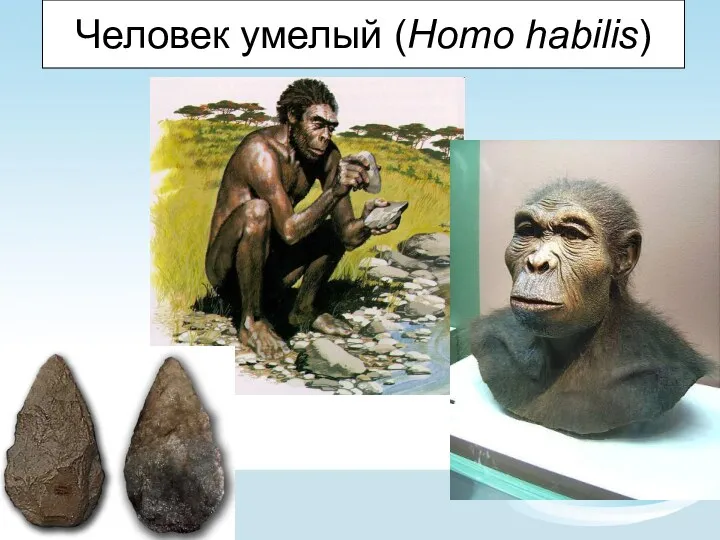 Человек умелый (Homo habilis)