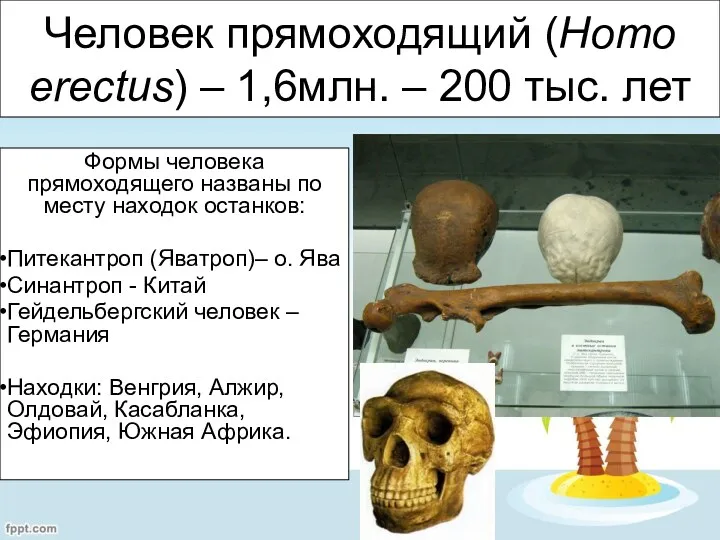 Человек прямоходящий (Homo erectus) – 1,6млн. – 200 тыс. лет