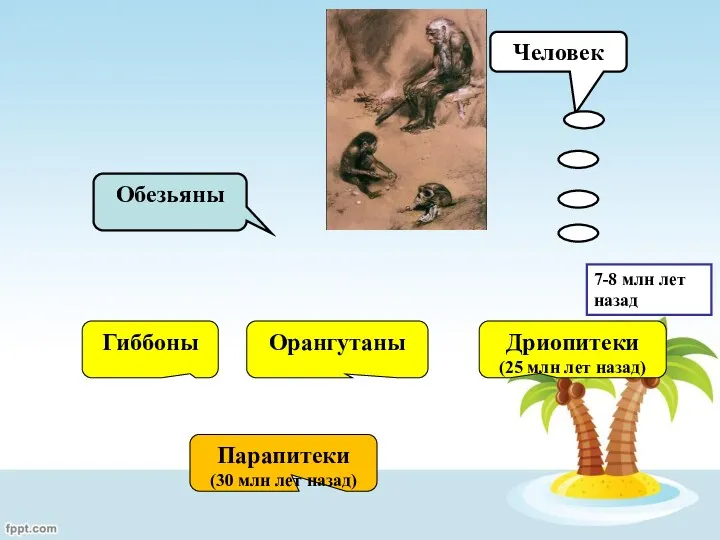 Парапитеки (30 млн лет назад) Гиббоны Орангутаны Дриопитеки (25 млн