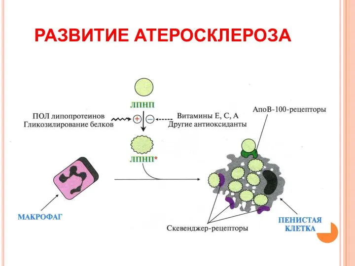 РАЗВИТИЕ АТЕРОСКЛЕРОЗА