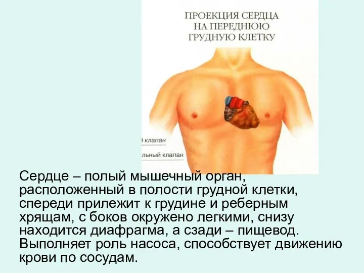 Сердце – полый мышечный орган, расположенный в полости грудной клетки,