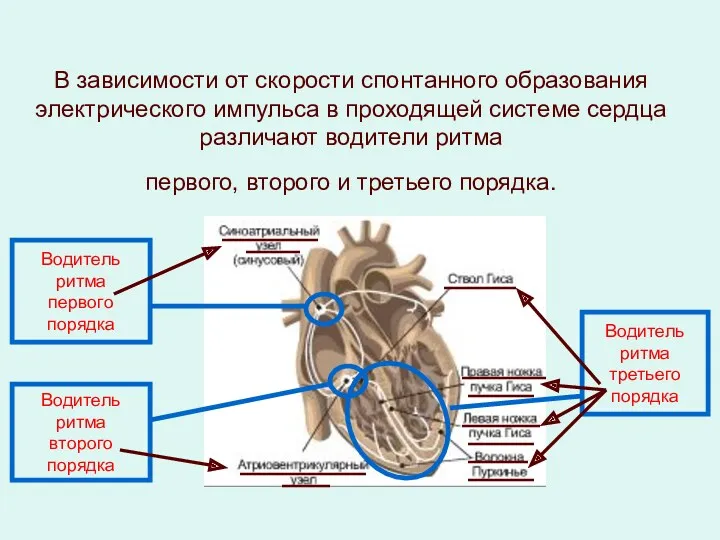 В зависимости от скорости спонтанного образования электрического импульса в проходящей