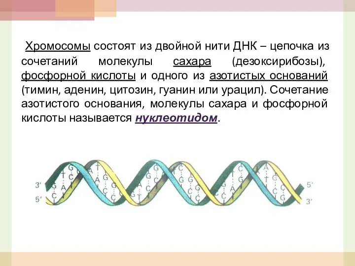 Хромосомы состоят из двойной нити ДНК – цепочка из сочетаний