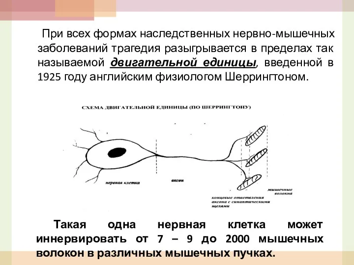 При всех формах наследственных нервно-мышечных заболеваний трагедия разыгрывается в пределах