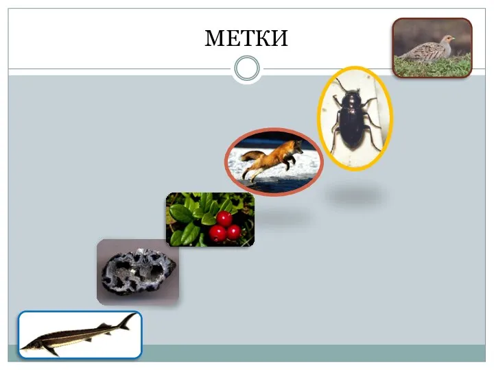 МЕТКИ